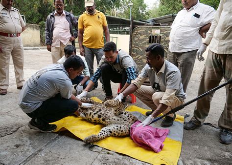 Leopard Conservation - Wildlife SOS