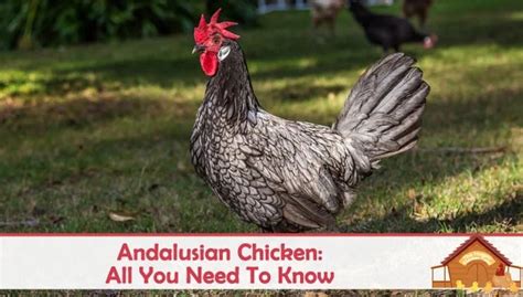 Andalusian Chicken: All You Need To Know About This Blue Hen - The ...