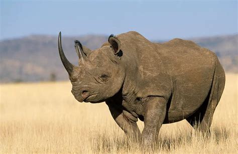 Black Rhino Facts | Anatomy, Diet, Habitat, Behavior - Animals Time