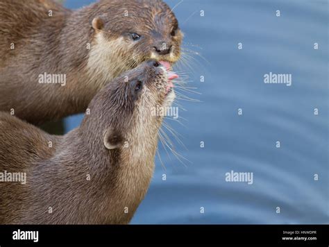 Otters kissing at waters edge with defocused background Stock Photo - Alamy