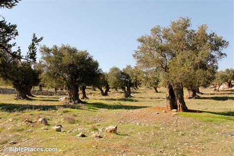 Olive Trees (BiblePlaces.com) – BiblePlaces.com