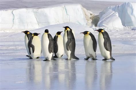 17 Ice-Cool Emperor Penguin Facts [#13 Will Melt Your Heart] - Polar ...