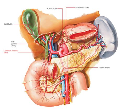 Common Hepatic Artery – Earth's Lab