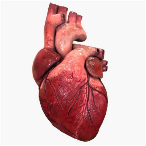 human heart - Google Search | Heart anatomy, Human heart, Human heart anatomy