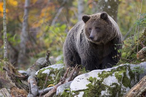 bear-ursidae - TRAVELSLOVENIA.ORG – All You Need To Know To Visit Slovenia