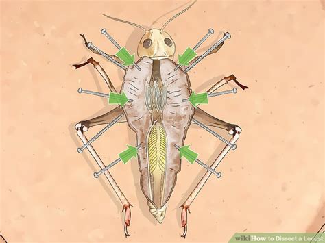 How to Dissect a Locust: 14 Steps (with Pictures) - wikiHow