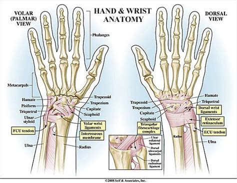 Wrist Anatomy - - Dr. Mark E. Pruzansky | Dr. Mark E. Pruzansky | Wrist anatomy, Hand anatomy ...