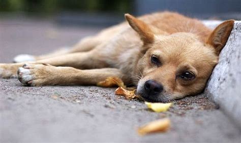 Puerto Vallarta Charities are Helping Homeless Animals