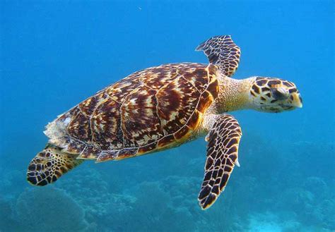 Turtle | Appearance + Habitat + Diet + Facts | - Science4Fun