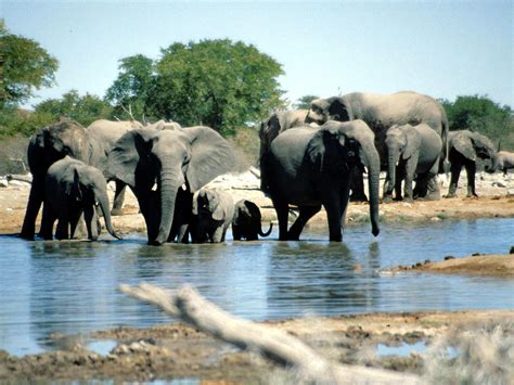 File:Elephants Etosha Namibia(1).jpg - Wikimedia Commons