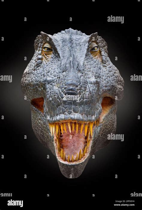 Tyrannosaurus reconstruction, T Rex portrait, head on face view Stock ...