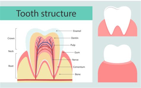 Repair Tooth Enamel | Penn Dental Family Practice