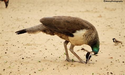 Unbelievable pictures of Thar desert after the rain - DAWN.COM