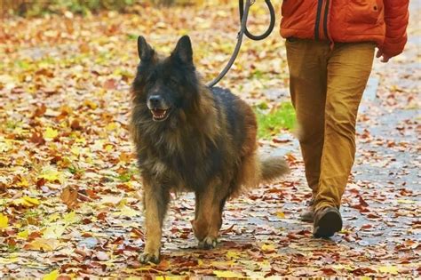 German Shepherd Walking | German Shepherd Country