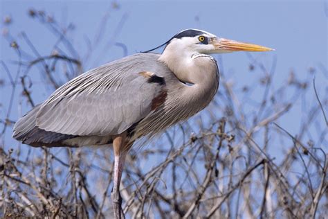 Tricolored Heron Vs Great Blue Heron