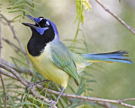 Green Jay | Bird photography, Bird photo, Colorful birds