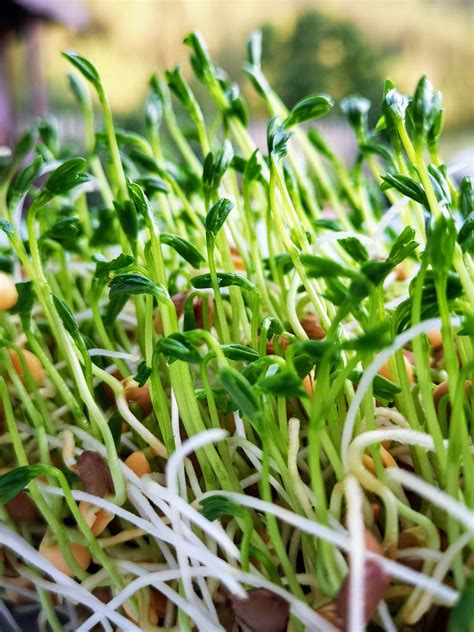 Sprouts Germination Lentils - Free photo on Pixabay - Pixabay