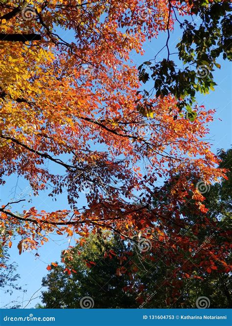 Brilliant Fall Colors - Appalachian Forest Autumn Foliage Stock Image ...