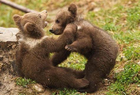 Himalayan Brown Bear: Critically Endangered Carnivore