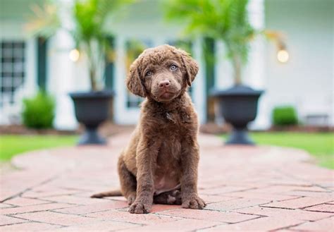 Chesapeake Bay Retriever Puppies For Sale