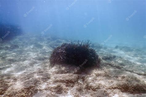 Premium Photo | Underwater background with seaweed