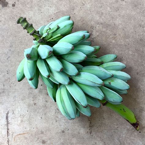 Yard, Garden & Outdoor Living BANANA Seeds 200pcs BLUE Banana tree ...