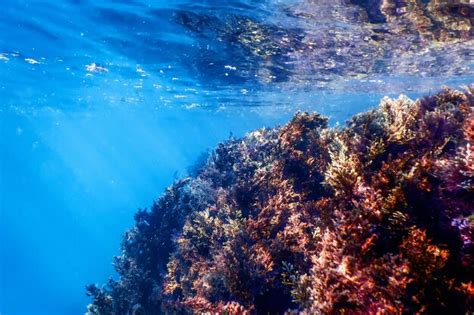 Premium Photo | Seaweed underwater seaweed shallow water near surface