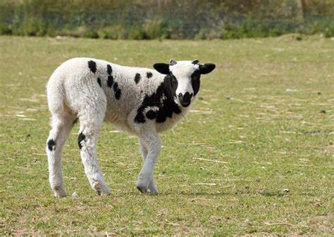 Lamb Baby Sheep Free Stock Photo - Public Domain Pictures