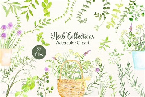 Watercolor Herb Collection | Watercolor herbs, Watercolor clipart, Kitchen art prints