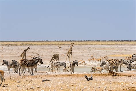 Best Watering Holes Etosha National Park Namibia