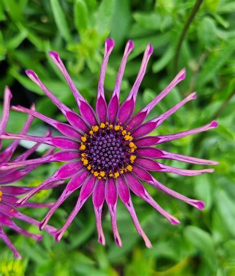 Osteospermum 'Spider Purple' African Daisy - Hello Hello Plants