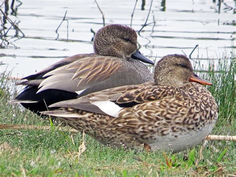 Gadwall, 4-5 on canal March 16, 2020. Seem to travel a bit with the ...