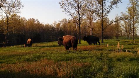 Life on a Bison Ranch & Hunting Retreat: Bison Calves Born on the Ranch