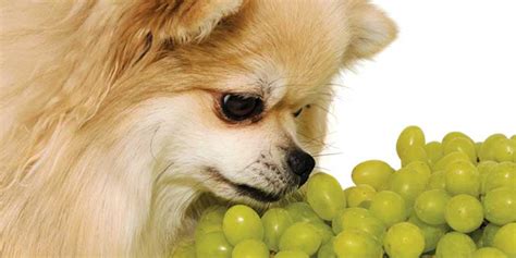 My canine patient ate a grape—now what? - Veterinary Practice News