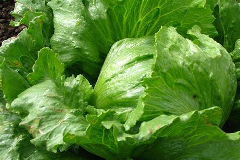 29 of the Best Lettuce Varieties For Your Garden | Gardener's Path