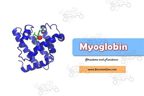 [DIAGRAM] Structure Of Myoglobin Diagram - MYDIAGRAM.ONLINE