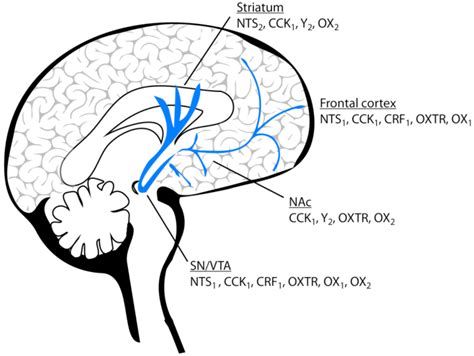 Neuropeptide receptors that show promise as targets for the development ...