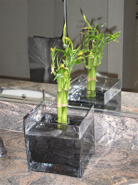 Indoor Bamboo Plant | Bamboo Plants HQ