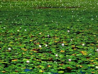 A Million Waterlilies | Stanley Zimny (Thank You for 49 Million views) | Flickr