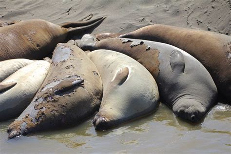 Elephant Seal Molting - Visit San Simeon