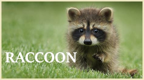 Raccoon sounds like twirling cotton candy. Raccoon noises at night. [NEW 2020] - YouTube