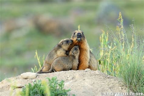 Long-Tailed Marmot in the Summer (Deosai National Park) – Re:Discover ...