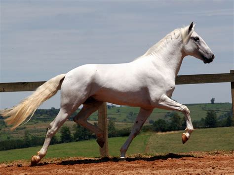 Irresistible Iberian Horse | Horses, Lusitano horse, Beautiful horses