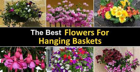 The Best Hanging Flower Basket Ideas (Pictures and Plant Care)