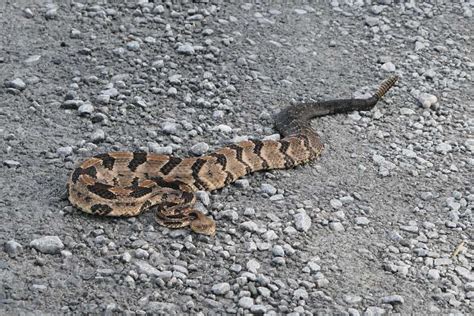 #6. See a Snake? What to do and Resources for Identifying Snakes ...