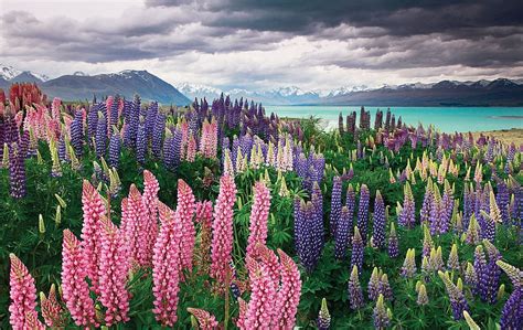 Lake Tekapo, Lake, New Zealand, Mountains, Lunpins, HD wallpaper | Peakpx