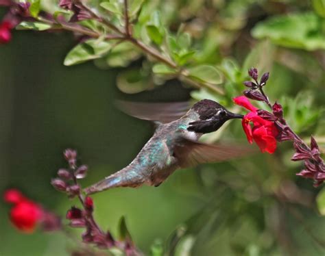 Pictures and information on Costa's Hummingbird