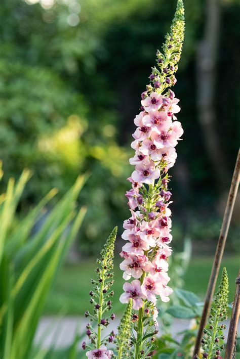 10 beautiful pink flowers for your summer garden - The Middle-Sized Garden | Gardening Blog