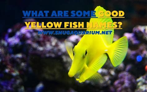 What's A Cute Name For A Yellow Fish? (#9 IS HAPPY, JOYFUL!)