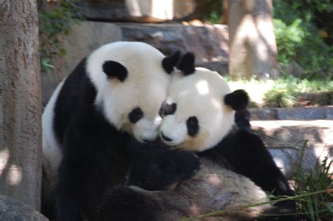 Adelaide zoo - Panda Adelaide, Panda Bear, Zoo, Chill, Australia ...